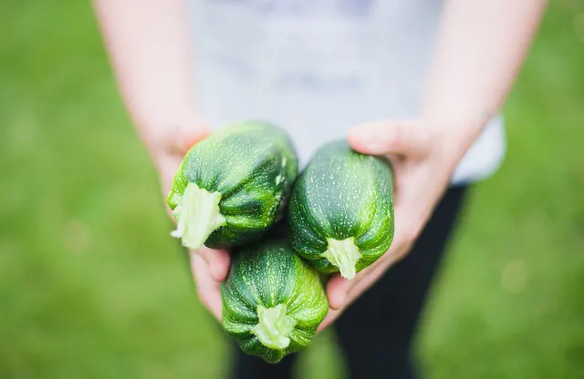 calabacin para todas tus recetas