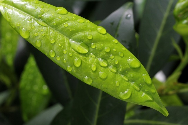 hoja de laurel natural