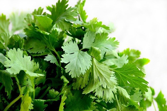 uso del cilantro en la cocina