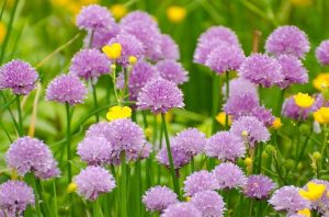 flores del cebollino