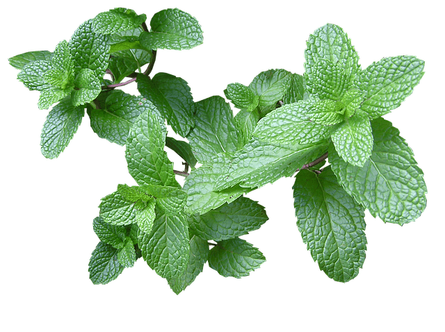 menta en la cocina