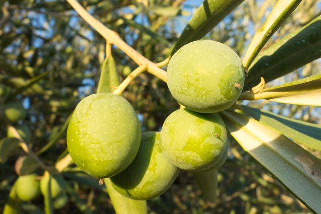 conocé el aceite de oliva virgen