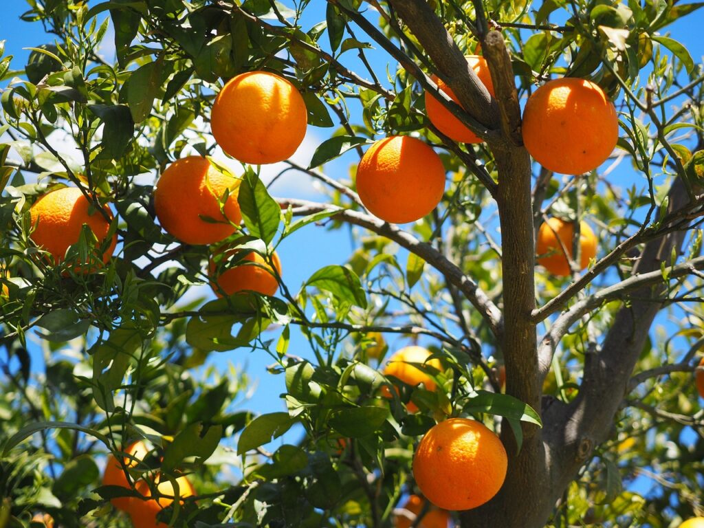 naranjas valencianas