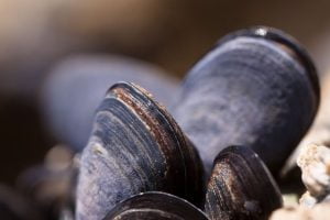 mejillones