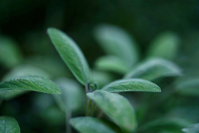 salvia en la cocina