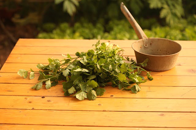 salsa de cilantro